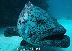 Potato cod at Barrier Reef's Cod Hole. by Dave Hunt 